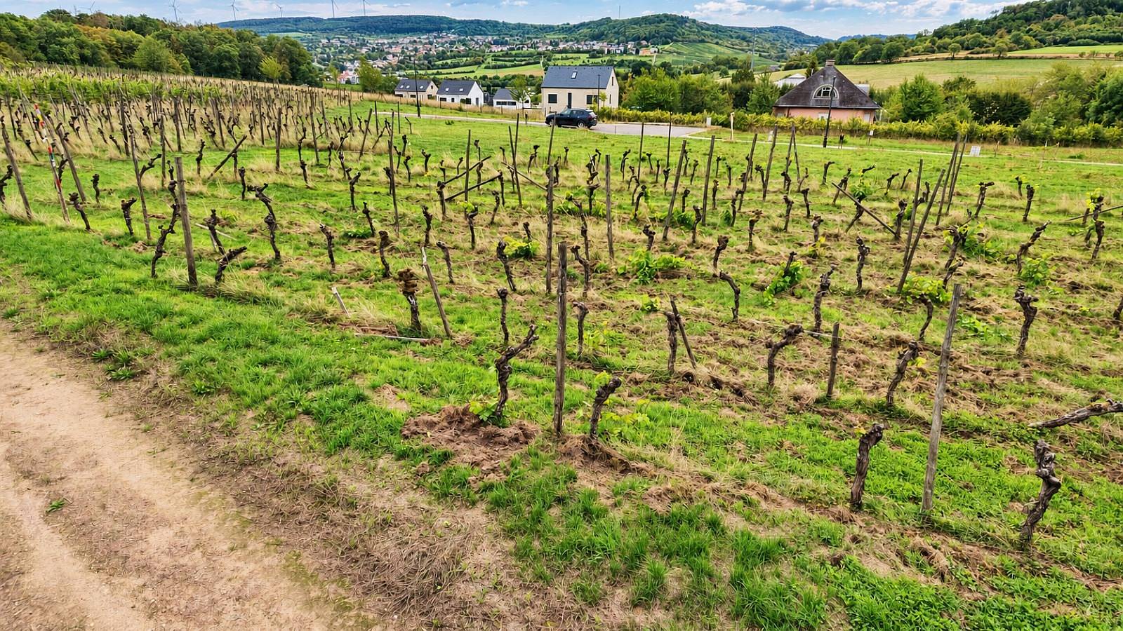 Building Plot – For Sale – Schengen